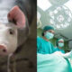 Is it licit to do transplants from animals to humans?